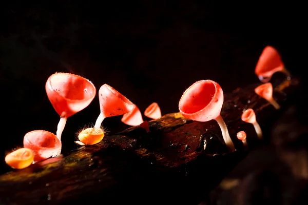 Orange mushroom — Stock Photo, Image