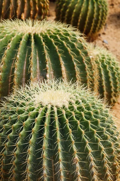 Detalhe do crescimento do cacto — Fotografia de Stock