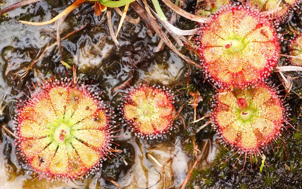 Drosera tokaiensis planta carnívora — Fotografia de Stock