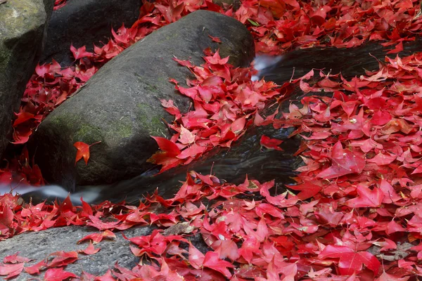 Feuille d'érable rouge à l'automne au parc national Phukradung — Photo