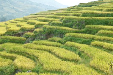 Dağlarda pirinç terasları