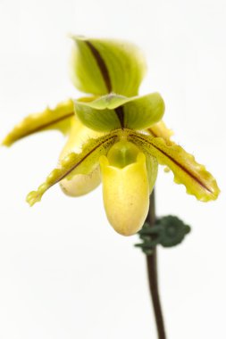 Lady's terlik orkide (paphiopedilum callosum yakın çekim)