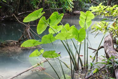 caladium yağmur ormanı terk