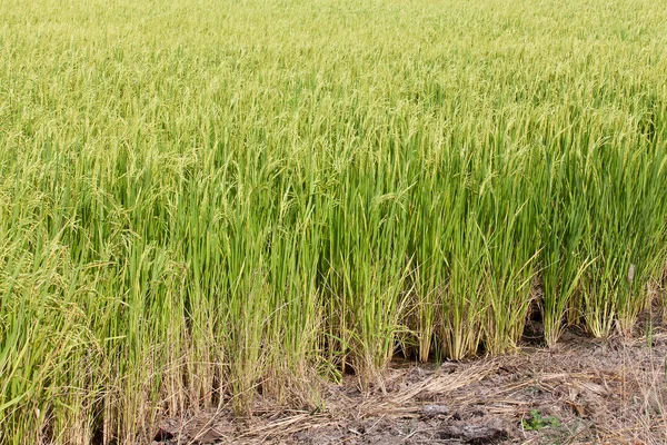 Gröna paddyris i fältet. — Stockfoto