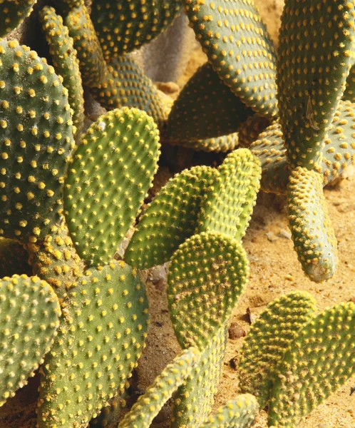 Dettaglio della coltivazione del cactus in giardino . — Foto Stock