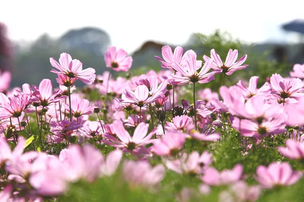 Blossom rosa blomma i en vacker dag. — Stockfoto