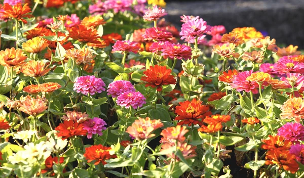 Flores coloridas no campo no verão — Fotografia de Stock