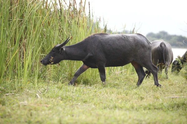 Búfalo tailandês no campo de grama perto de Bangkok, Tailândia . — Fotografia de Stock