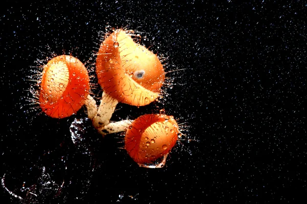 Forest Mushrooms — Stock Photo, Image