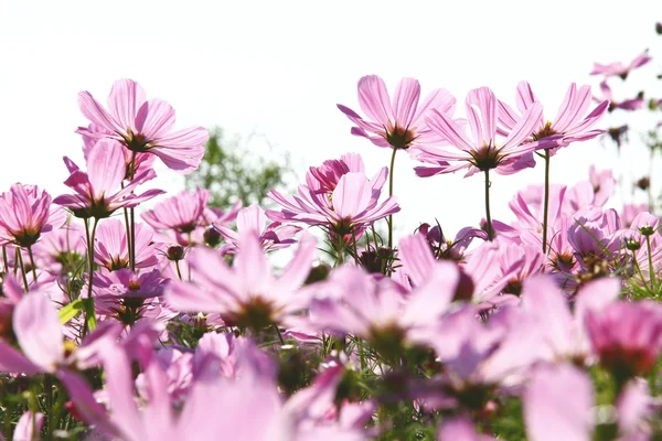 Floraison rose fleur dans une belle journée . — Photo