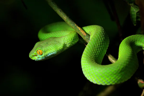 青蛇 — 图库照片