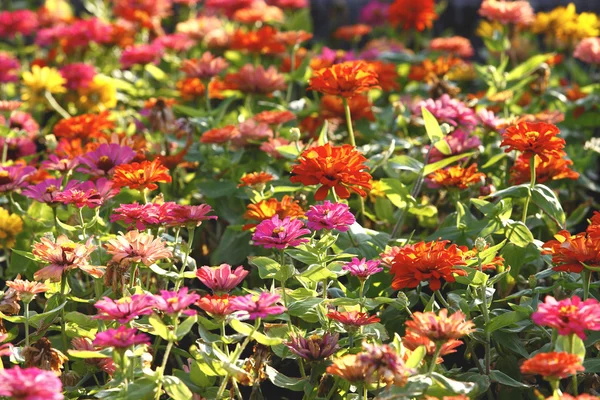 Colorful flowers on field in summer — Stock Photo, Image