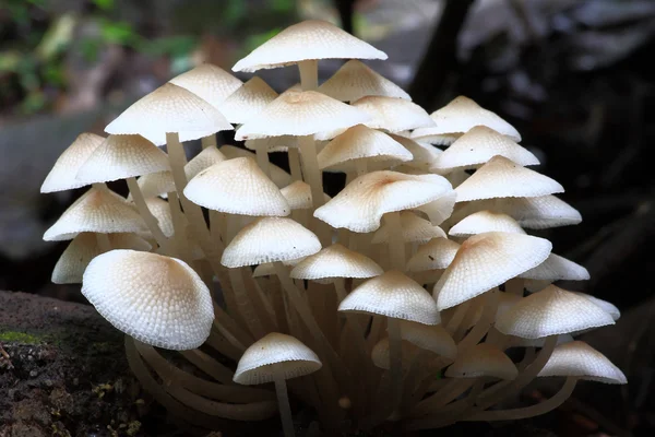 Forest Mushrooms. — Stock Photo, Image
