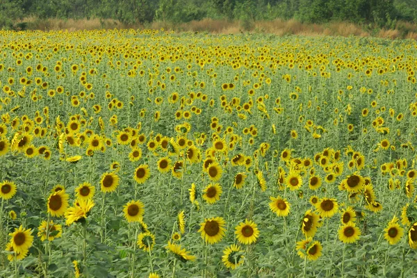 Gebied van zonnebloem — Stockfoto