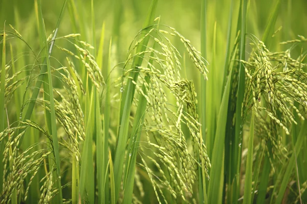 在沙巴，越南的绿色水稻的关门. — 图库照片