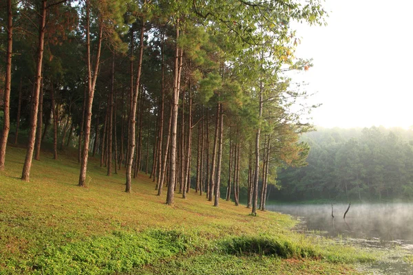 Färg skog. — Stockfoto