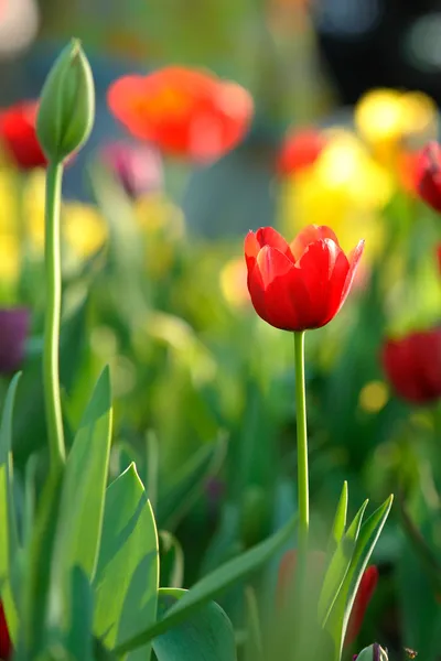 Red Tulip in thailand. — Stock Photo, Image