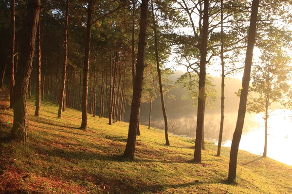 Solstråler i naturlig skogmark med gran. – stockfoto