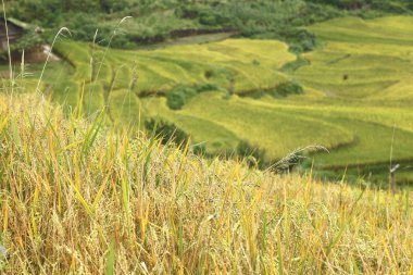 pirinç terasları sapa, vietnam Mountains