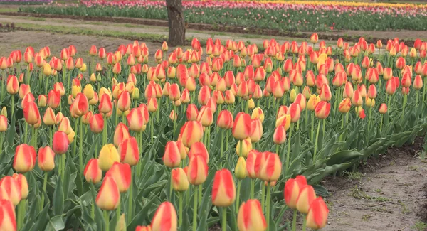 Jardim de tulipas coloridas em Srinagar, Caxemira, Índia . — Fotografia de Stock