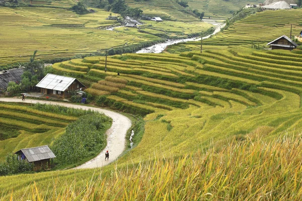 Rice Teraszok a hegyekben, a Sapa, Vietnam — Stock Fotó