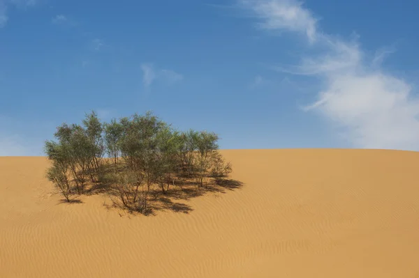 Desert and plant — Stock Photo, Image