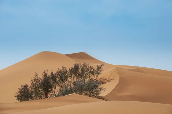 The Badan Jaran desert — Stock Photo, Image