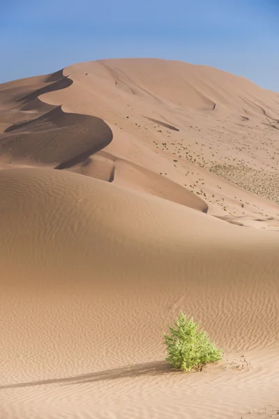 The Badan Jaran desert — Stock Photo, Image