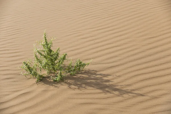 The Badan Jaran desert of China — Stock Photo, Image