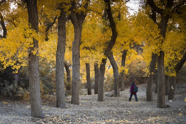 Diversifolious poplar — Stock Photo, Image