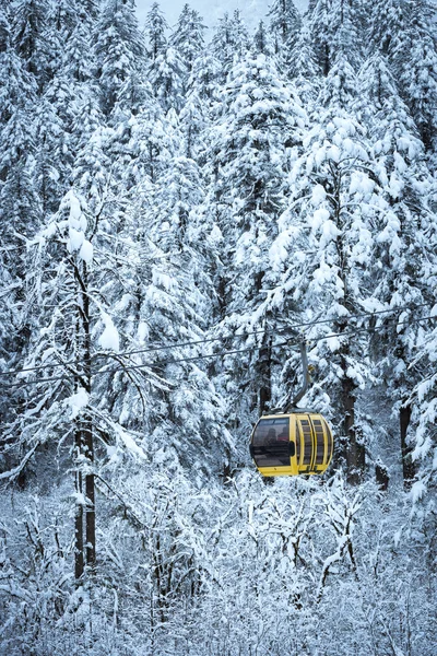 Scena di neve della foresta — Foto Stock