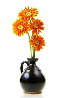 Gerbera