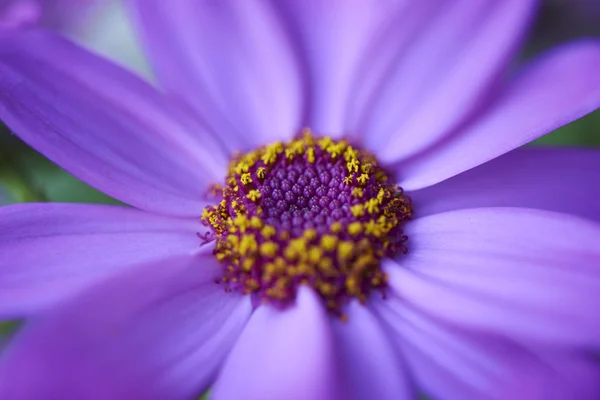 Flowers — Stock Photo, Image