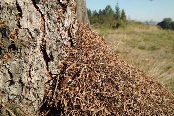 Anthill — Stock Photo, Image