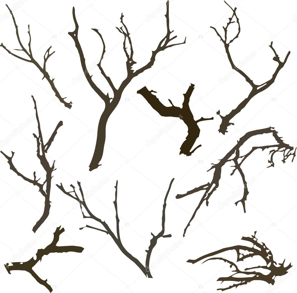 Branch illustration background on white