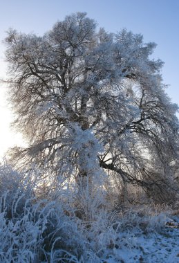 Kışın soğuk ağaç