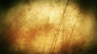 Grunge efekti sonbaharda çayır üzerinde soyut çimler