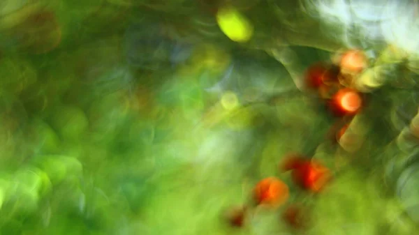 Manzana Roja Árbol Antes Cosecha —  Fotos de Stock