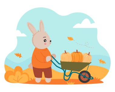 Tavşan balkabağı topluyor. Çiftlikte sonbahar hasadı. Turuncu olgun balkabaklı şirin bir tavşan. Vektör illüstrasyonu