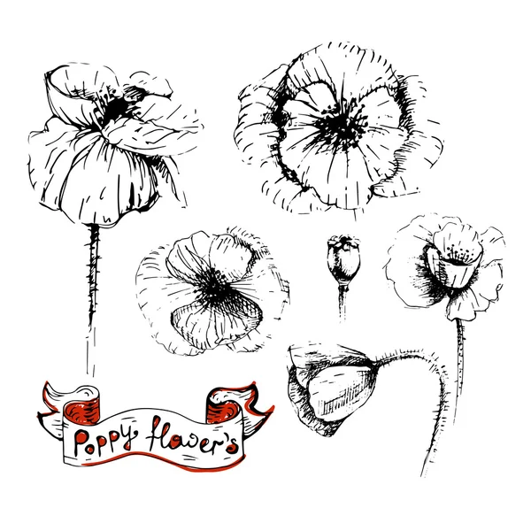 Παπαρούνας λουλούδια σκίτσα σε διαφορετικές θέσεις別の位置でケシの花のスケッチ — ストックベクタ