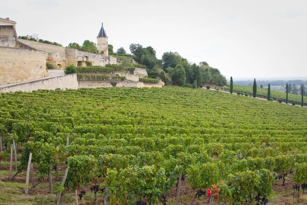 Saint emilion winnicy — Zdjęcie stockowe