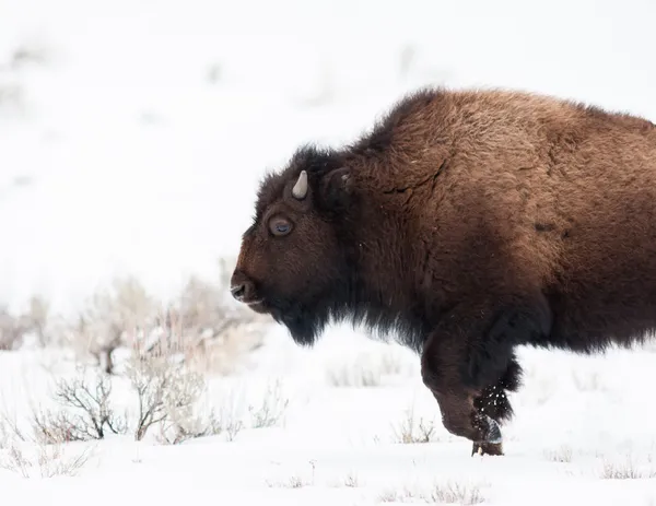 Bison — Stockfoto