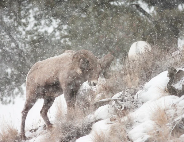 Ram en tormenta de nieve —  Fotos de Stock