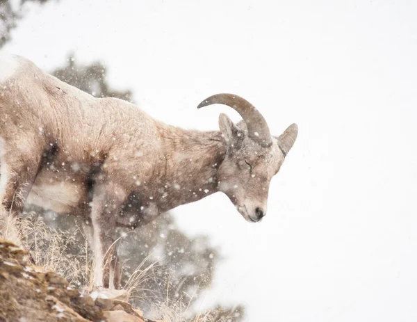 Bighorn sheep — Stock Photo, Image