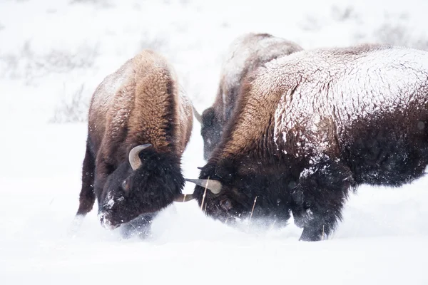 Bisons vechten — Stockfoto