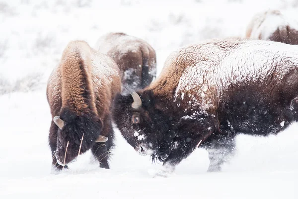 Bisons vechten — Stockfoto