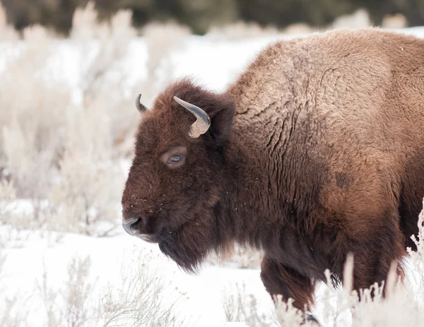 Bison Stockfoto