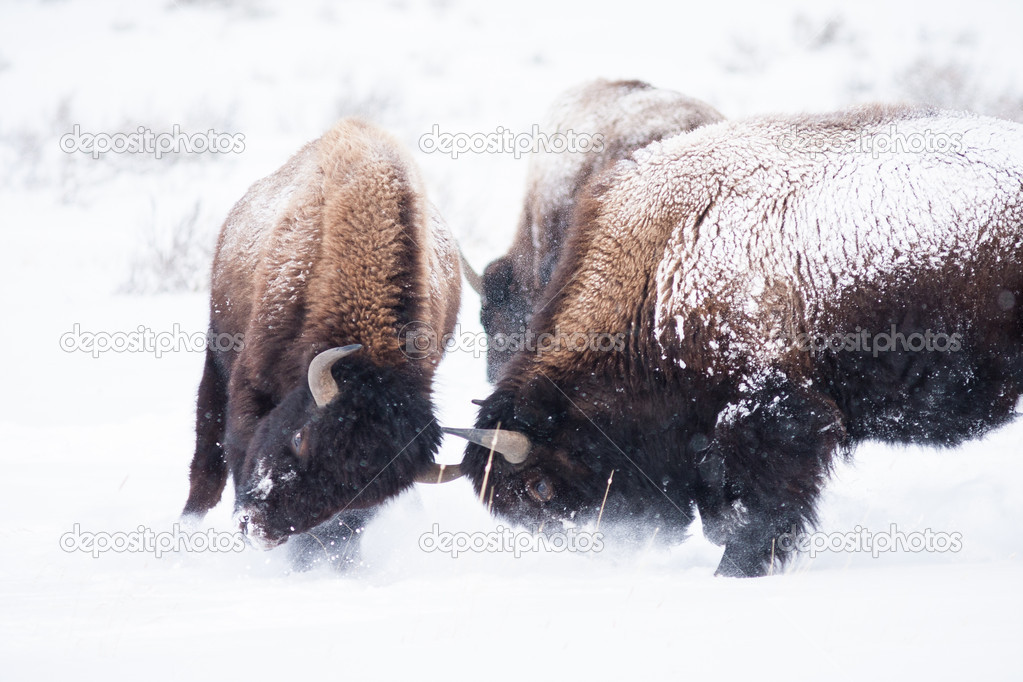 Bisons fighting
