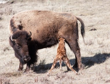 Yeni doğan buzağı yeme