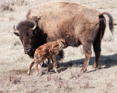 Yeni doğan buzağı